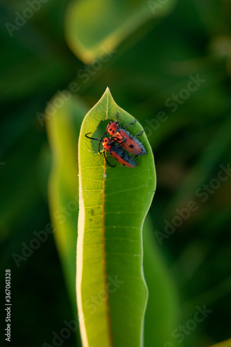 Red milkweed bugs eating milkweed leaves