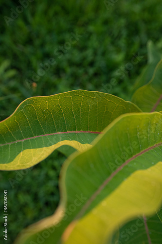 Milkweed plant leaves in golden hour