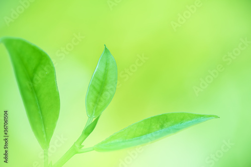 Leaves close up nature view of green leaf on blurred greenery background in garden Use as background image for pasting text or characters