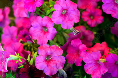 pink flowers in the garden © Sabrina Umansky