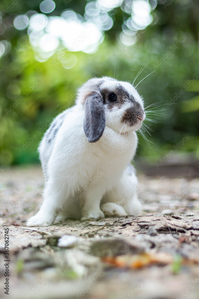 Rabbits that are white and black That is cute and bright In motion of relaxation Rabbits that are white and black That is cute and bright In motion of relaxation