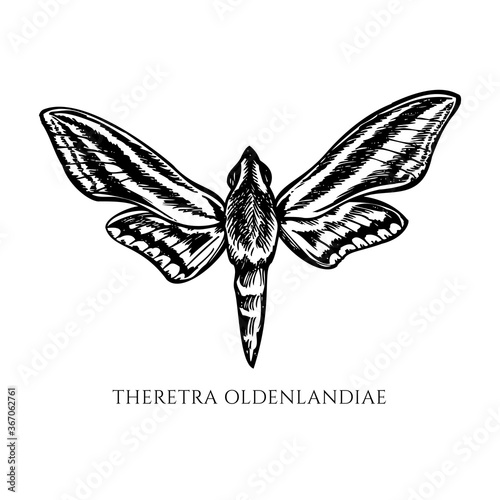 Vector set of hand drawn black and white white-banded hunter hawkmoth