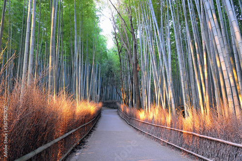 Fototapeta Naklejka Na Ścianę i Meble -  Wonderful huge bamboo trunks soar up in the fantastic bamboo forest of Arashiyama.