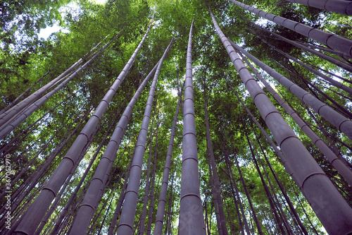 Wonderful huge bamboo trunks soar up in the fantastic bamboo forest of Arashiyama.