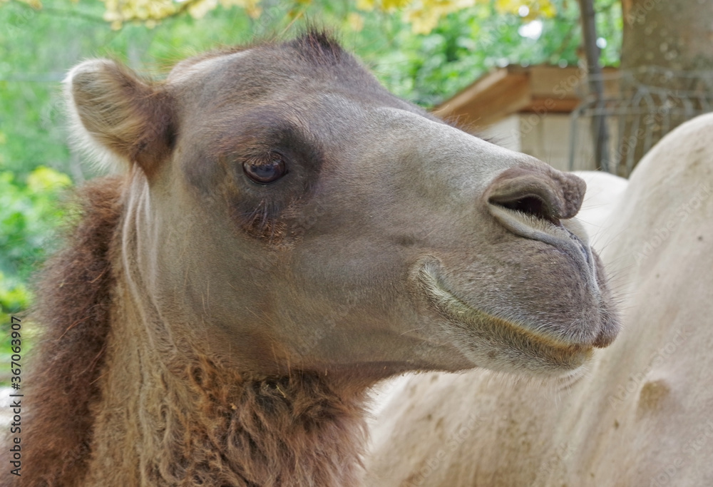 Obraz premium Portrait of Camel