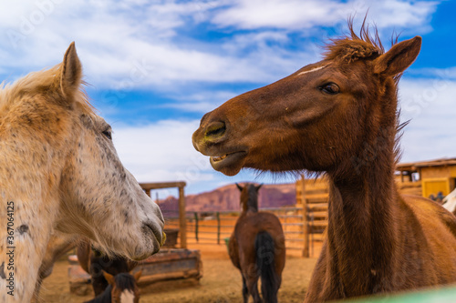 From the horse's mouth