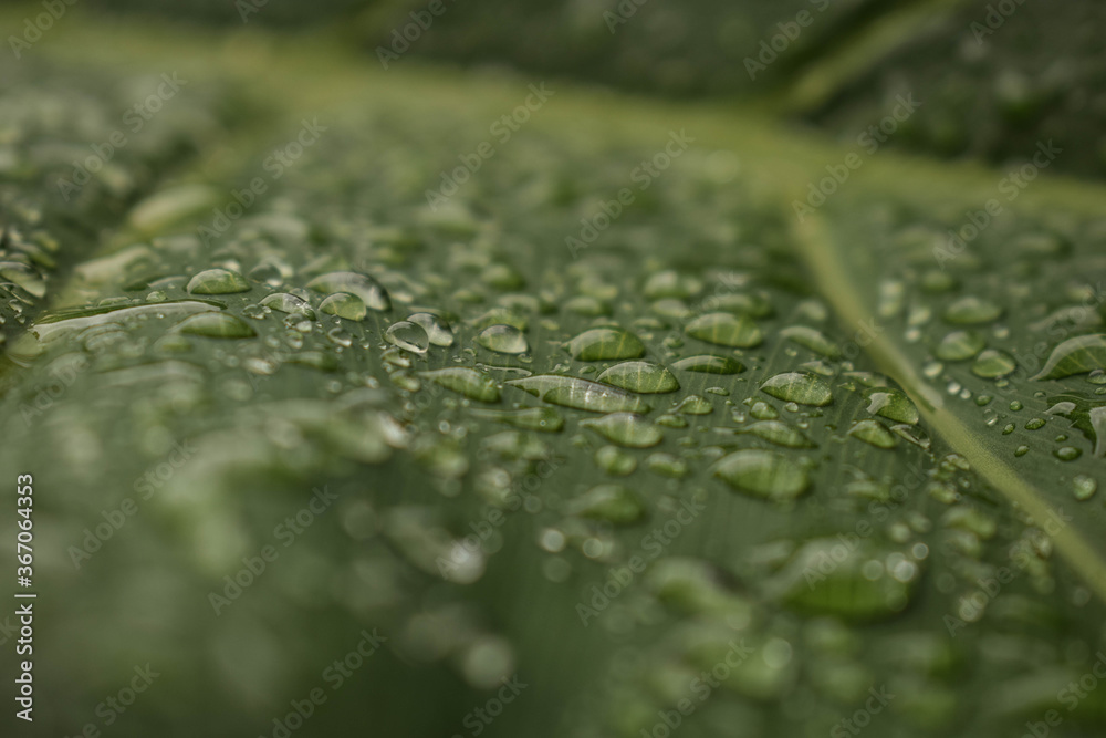 Water Drops on Green Leaf