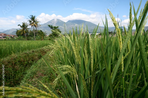 rice field in the summer