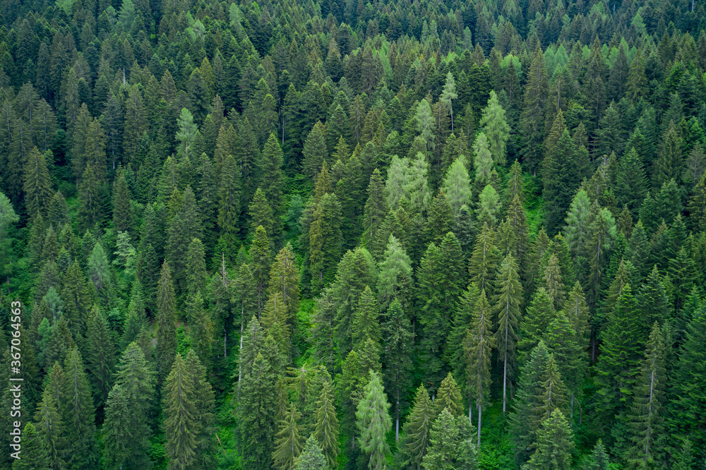 Alpine spruce forest on a hill. Plantation of spruce trees. Top down aerial view. Green spruce on the slope aerial view from the side. Alpine spruce forest on a hill. Plantation of spruce trees. Top down aerial view. Green spruce on the slope aerial view from the side.