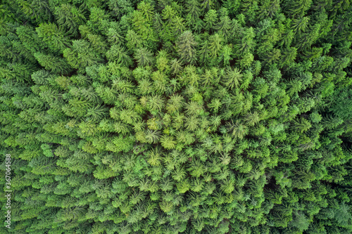Plantation of spruce trees. Top down aerial view. Green spruce on the slope aerial view. Aerial view from above on the green trees in the forest. Background forest view from above