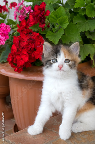 cute cat on a background of flowers pelargonium. small kitten with white red and black colors and blue eyes