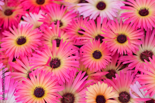                                                                               Background material  Vibrant and beautiful flower Livingston Daisy