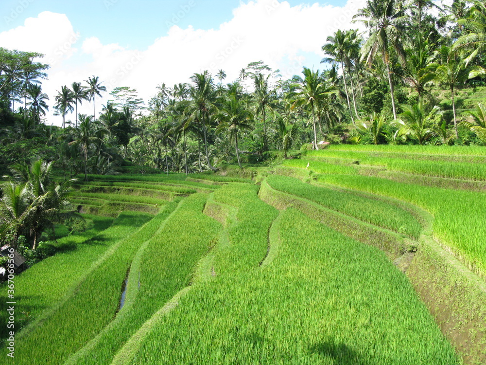 Gunung Kawi Rice Terraces in Bali, Indonesia. 