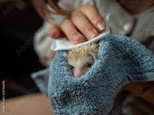 Fényképezés People takecare hodgehog