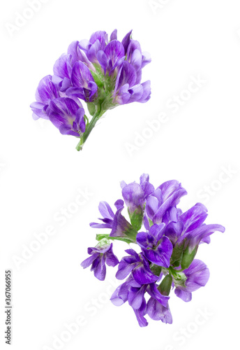 Two alfalfa (Medicago) inflorescences. Small purple flowers isolated on white. Green manure crop