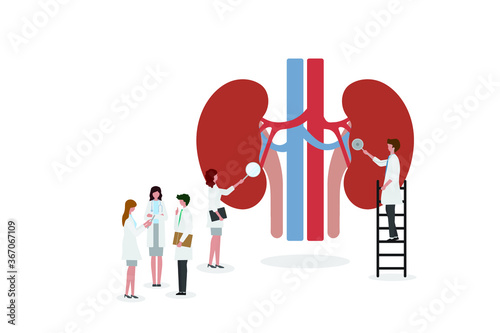 A team of doctors checkup the kidneys. People examine the organ and make a diagnosis. Design for web banner on white background. Healthy kidneys vector illustration concept. 