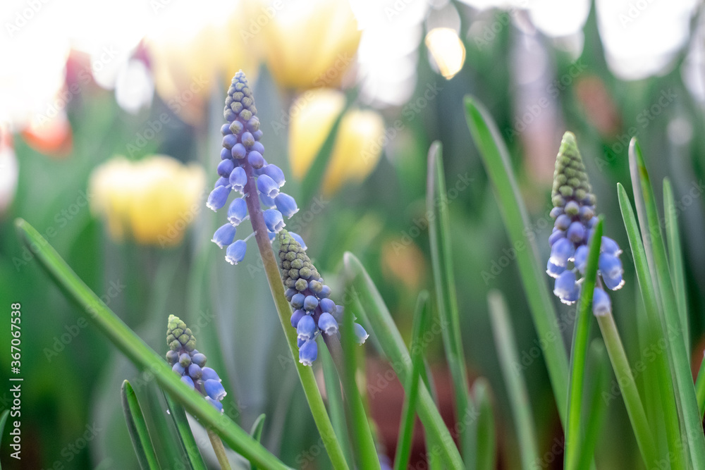 Muscari is a genus of bulbous plants in the Asparagus family