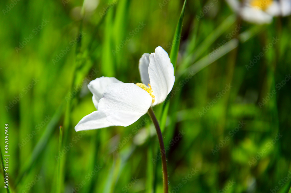 White flower of the forest anemone (lat.Anemone sylvestris). Side location. Macro White flower of the forest anemone (lat.Anemone sylvestris). Side location. Macro