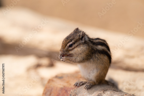 木の実を食べるリス