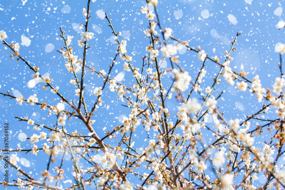 Plum blossom in winter