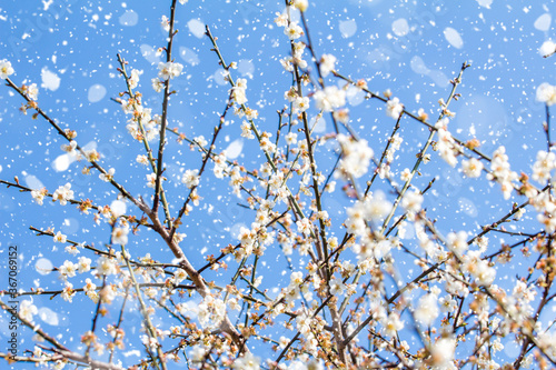 Plum blossom in winter photo