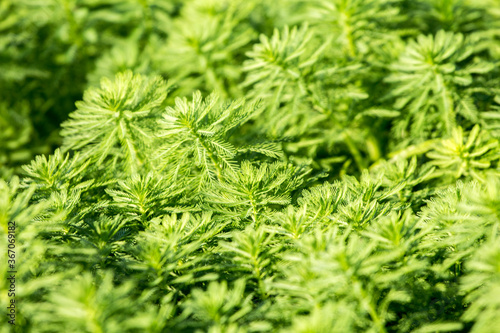 Green and luxuriant water plants