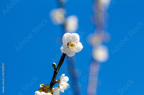 Plum blossom in winter photo