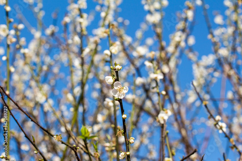 Plum blossom in winter photo