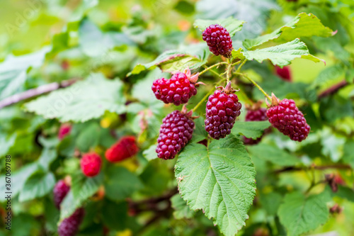 A bunch of red raspberries on a bush against a blurred garden background