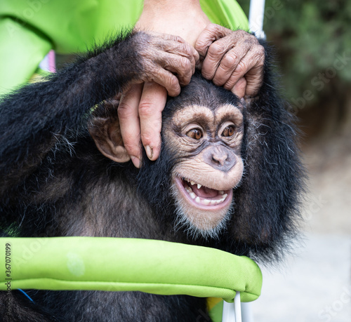 Photography The little chimpanzee monkey put his human friend's hand on his head, hugged him