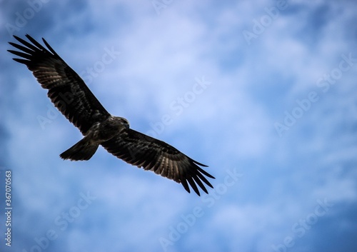 Eagle in Blue Sky