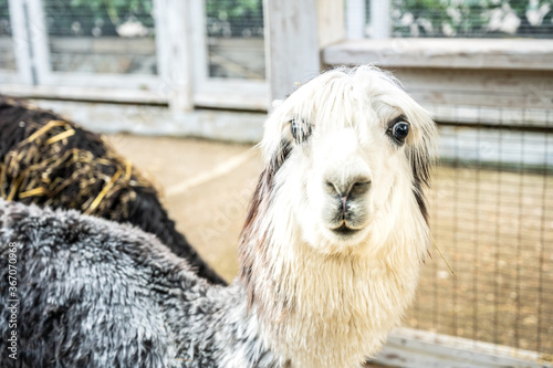 Alpaca portrait. stands by the white fence, ears tucked in, and looks intently in front of her. The color is gray, white, black. behind there are stones and a wooden fence. Animal studies people.