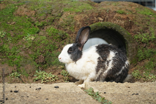 rabbit in front of rabbit hole house home in the garden photo