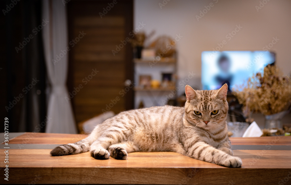 Cute tabby cat lying down on wooden counter in living room in night time