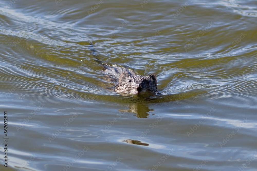 Ondatra zibethicus. Muskrat on a summer day in the water Ondatra zibethicus. Muskrat on a summer day in the water