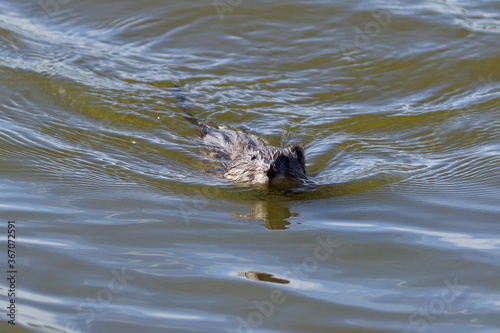 Ondatra zibethicus. Muskrat on a summer day in the water