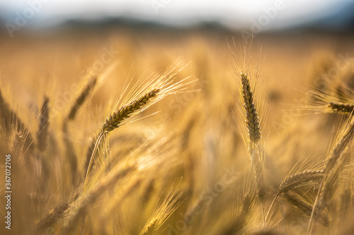 Close up of a wheat on the field