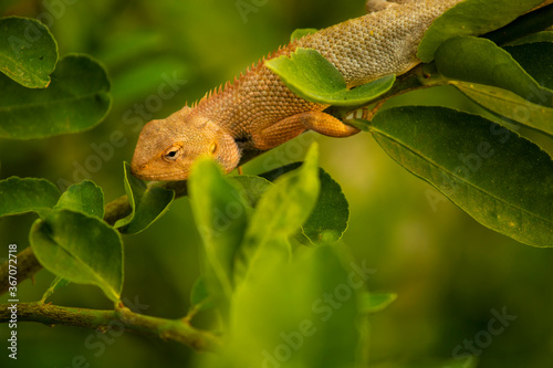 Indian Chameleon sitting on lemon tree branch