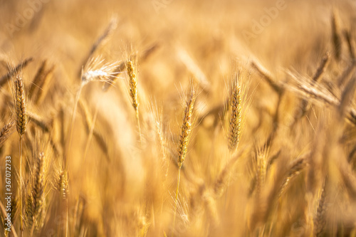 Close up of a wheat on the field