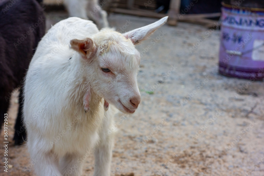 goat on the farm