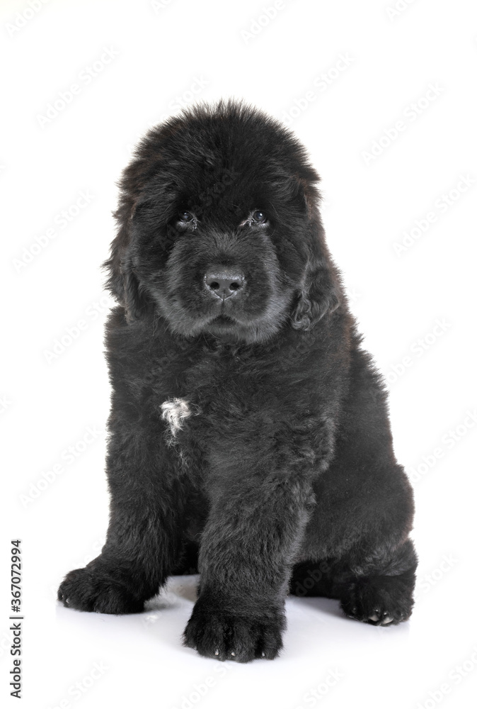 puppy newfoundland dog