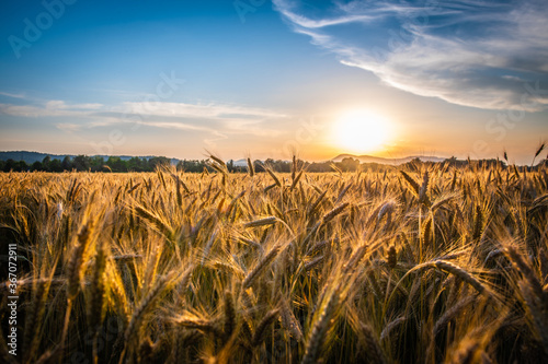 Wheat field with sky in the background