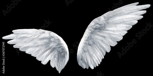Obraz na płótnie wings