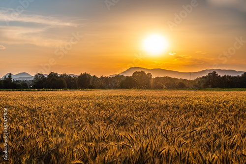 View of a wheat field at dusk
