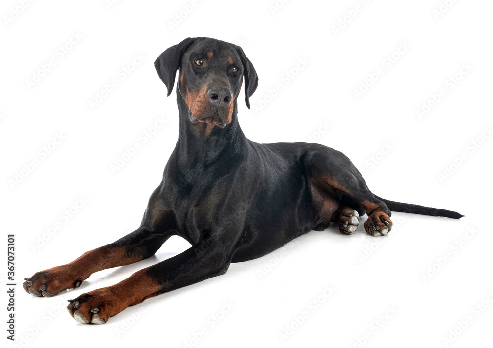 doberman pinscher in studio