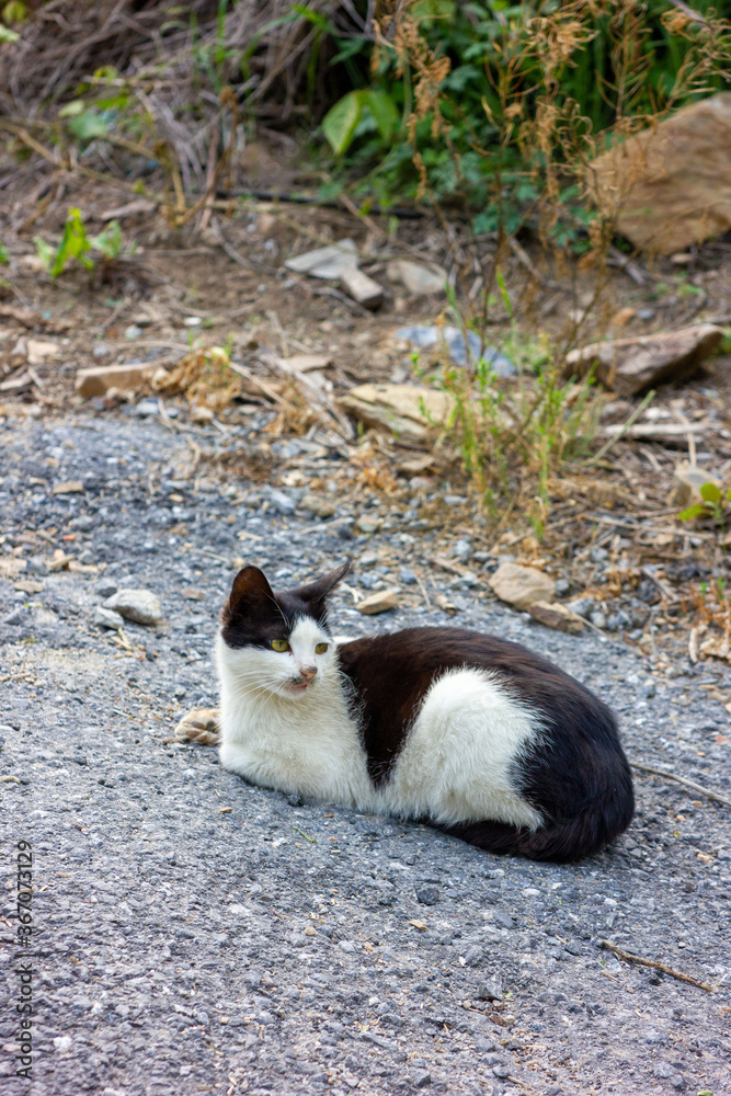black and white cat on the ground black and white cat on the ground