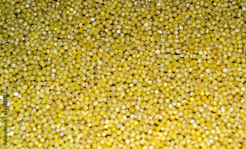 Yellow millet groats close up
