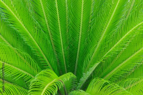 Young green palm leaves close-up. Natural pattern
