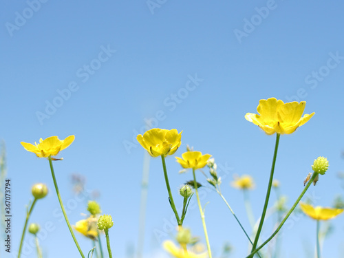 Yellow buttercups against a blue sky.
