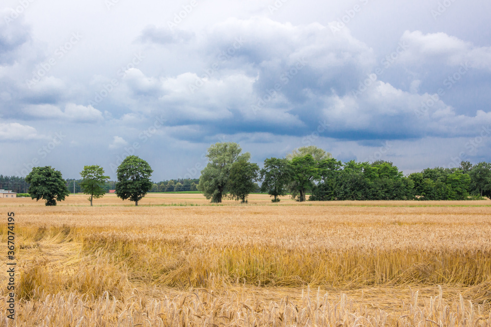 
dark clouds over a field of ripe corn before harvest